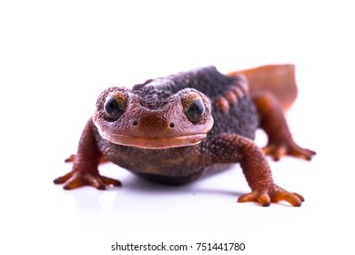 Himalayan Newt