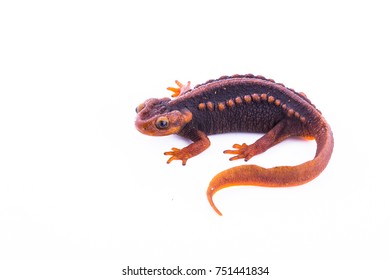 Himalayan Newt