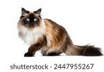 Himalayan Persian, or Colourpoint is a sub breed of long haired cat - felis catus - similar in type to the Persian full body standing profile isolated on white background