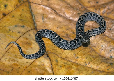 Himalayan Pit Viper Gloydius Himalayanus JUVENILE, Uttaranchal, India.