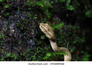 A Himalayan Pit Viper Snake In The Dense Forest In The Himalayas