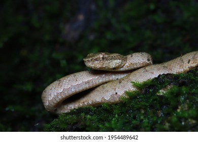 A Himalayan Pit Viper Snake In The Dense Forest In The Himalayas