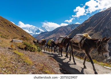 Himalayan pony caravan, Transportaion in Himalaya