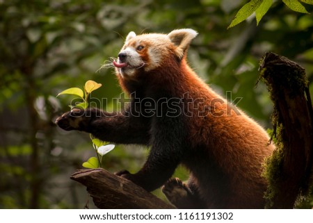 Himalayan Red panda 