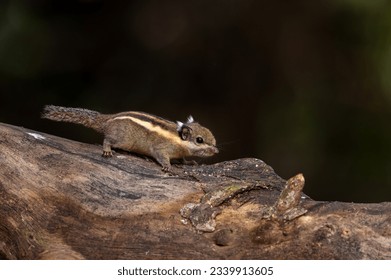 Himalayan striped squirrel, Burmese striped squirrel , The smallest and cute squirrel