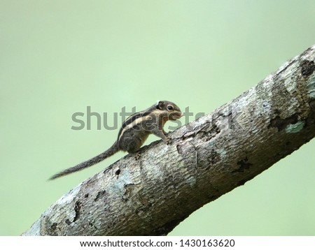 Himalayan Striped Squirrel or Burmese Striped Squirrel (Tamiops mcclellandii) climbing on tree branch in the rain forest.                               