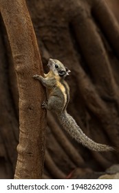 Himalayan striped squirrel climbing up a tree looking into a distance