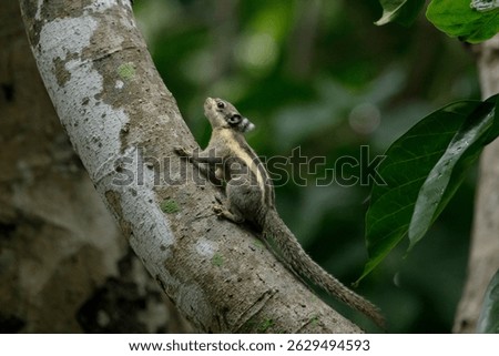 Himalayan striped squirrel climbing up a tree on a green background