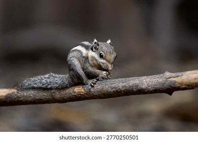Himalayan Striped Squirrel eats on a branch in Thailand, Asia.