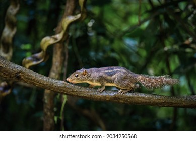The Himalayan striped squirrel (Tamiops mcclellandii), also known as western striped squirrel, or Burmese striped squirrel