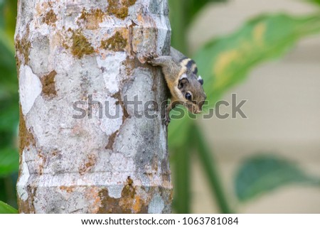 The Himalayan striped squirrel (Tamiops mcclellandii)