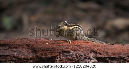 The Himalayan striped squirrel (Tamiops mcclellandii), also known as western striped squirrel, or Burmese striped squirrel, is a species of rodent in the family Sciuridae. 