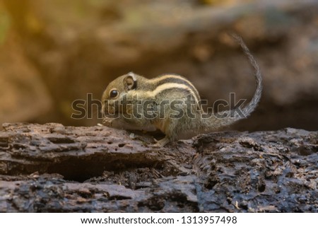 The Himalayan striped squirrel (Tamiops mcclellandii), also known as western striped squirrel, or Burmese striped squirrel, is a species of rodent in the family Sciuridae