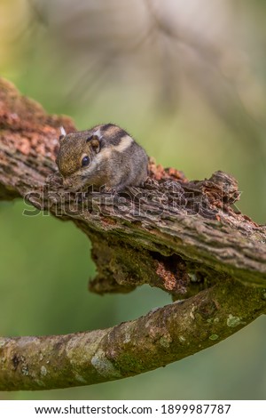 Himalayan striped squirrel Tamiops mcclellandii on a tree log