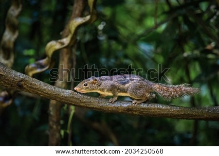 The Himalayan striped squirrel (Tamiops mcclellandii), also known as western striped squirrel, or Burmese striped squirrel