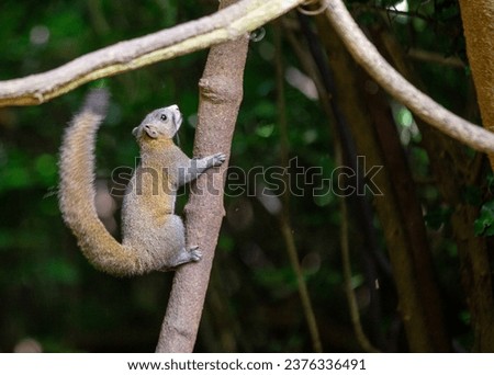 The Himalayan striped squirrel is a tree squirrel native to the Himalayas and Southeast Asia. It is known for its distinctive stripes, which run from the eyes to the tail. 