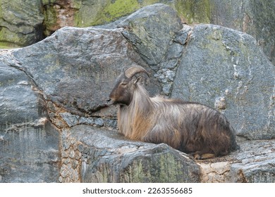 Himalayan Tahr (Hemitragus jemlahicus)  lies and rests on a  rock - Powered by Shutterstock