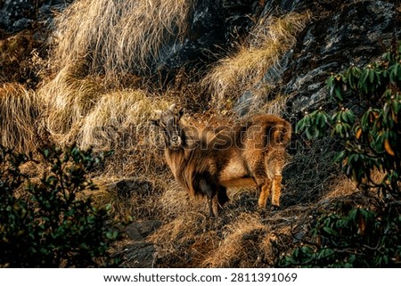 The Himalayan tahr is a large even-toed ungulate native to the Himalayas in southern Tibet, northern India, western Bhutan and Nepal. It is listed as Near Threatened on the IUCN Red List, as the population is declining due to hunting and habitat loss.