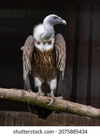 Himalayan vulture or Himalayan bald vulture sits on a log in the zoo.