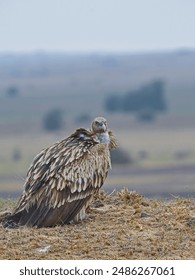 Himalayan Vulture or Himalayan Griffon Vulture is an Old World vulture native to the Himalayas. It is one of the two largest Old World vultures  and true raptors. It is listed as Near Threatened.