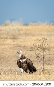 Himalayan Vulture Or Gyps Himalayensis Or Himalayan Griffon Vulture India