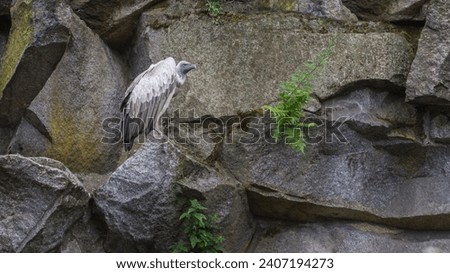 Himalayan vulture, Gyps himalayensis, Himalayan griffon vulture, an Old World vulture native to the Himalayas and the adjoining Tibetan Plateau. Portrait on the rock background
