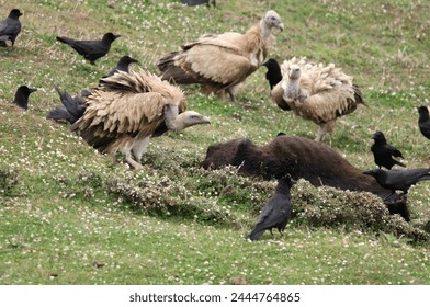 Himalayan vulture (Gyps himalayensis) and Large-billed crows (Corvus macrorhynchos) scavenging on a carcass at Auli in Uttarakhand, India