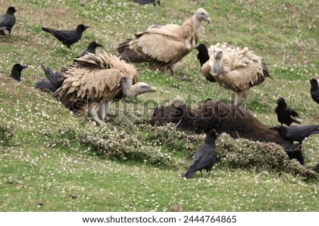 Himalayan vulture (Gyps himalayensis) and Large-billed crows (Corvus macrorhynchos) scavenging on a carcass at Auli in Uttarakhand, India