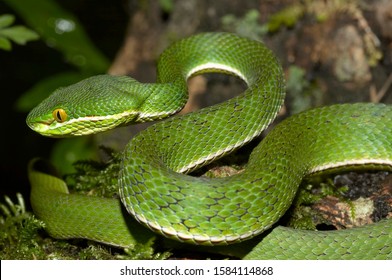 Himalayan White-lipped Pit Viper Cryptelytrops (Trimeresurus) Septentrionalis CLOSE UP; MALE, Uttaranchal, India.