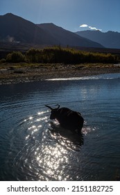 Himalayan Yak In The River