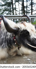 Himalayan Yak White And Black