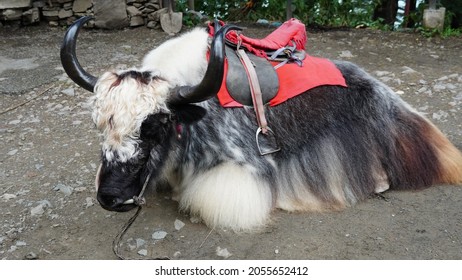 Himalayan Yak White And Black