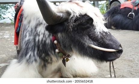 Himalayan Yak White And Black