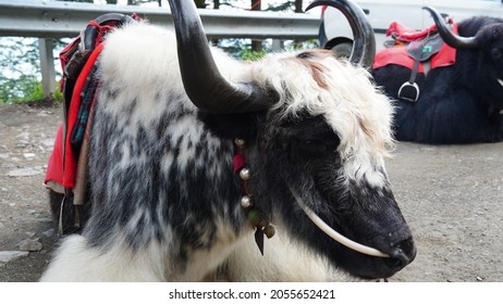 Himalayan Yak White And Black