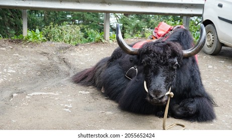 Himalayan Yak White And Black