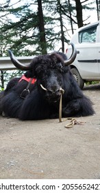 Himalayan Yak White And Black