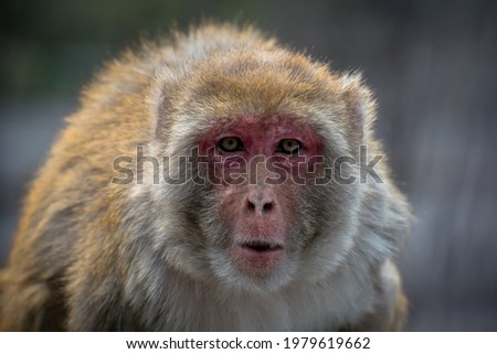 Similar – Image, Stock Photo Berber monkey Circus Zoo