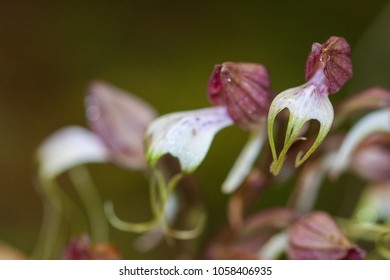 HOA GIEO TỨ TUYỆT 2 - Page 9 Himantoglossum-comperianum-very-local-rare-260nw-1058406935