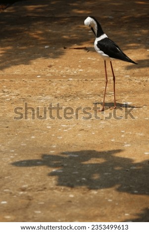 himantopus, black-winged stilt bird, on the ground, blurred background, empty space