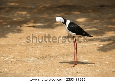 himantopus, black-winged stilt bird, on the ground, blurred background, empty space
