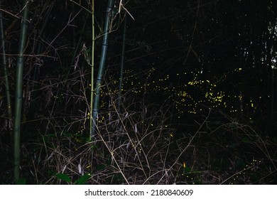 Hime Botaru Fireflies In The Dark In Japanese Forest