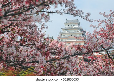 桜が咲く姫路城