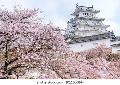 Himeji Castle during Cherry Blossom season