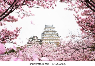 Himeji Castle with frame of While Cherrry Blossoms Viewing Festival, Kyoto Japan, this immage can use for asia, travel, japan, japanese and kyoto concept