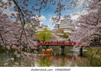 Himeji Castle and full cherry blossom in Japan