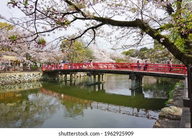 Himeji Zoo with beautiful cherry blossoms in full bloom, Himeji, Hyogo, Japan