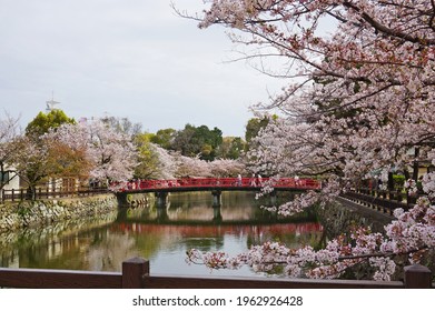 Himeji Zoo with beautiful cherry blossoms in full bloom, Himeji, Hyogo, Japan