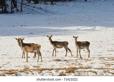 hind