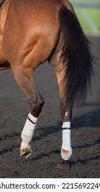 Hind End Of Horse Close Up Of Horses Back Legs With White Polo Wraps On Legs For Lower Leg Protection Bay Thoroughbred Race Horse With Muscles On Rump Left Rear Hock And Horse Shoe Visible Vertical 