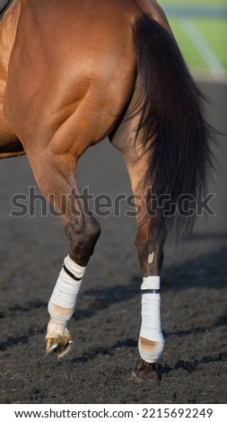 hind end of horse close up of horses back legs with white polo wraps on legs for lower leg protection bay thoroughbred race horse with muscles on rump left rear hock and horse shoe visible vertical 